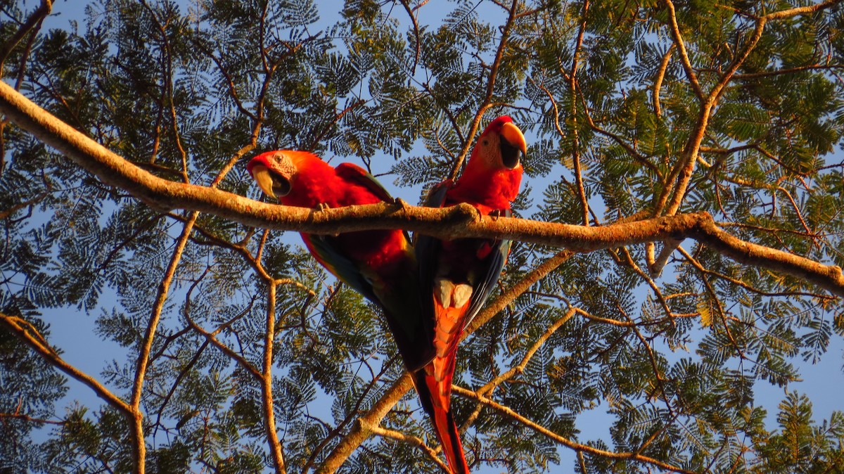 Scarlet Macaw - ML85873431