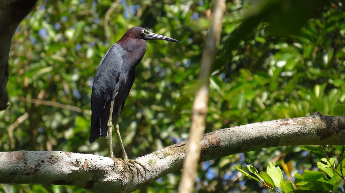 Little Blue Heron - ML85873471