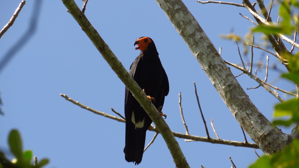 Black Caracara - ML85873491