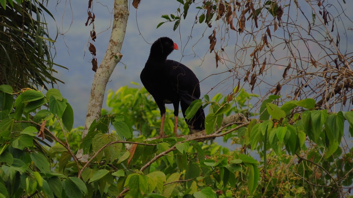 Salvin's Curassow - ML85873831