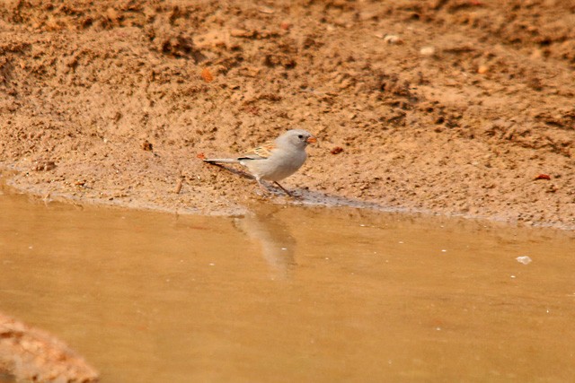 Black-chinned Sparrow - Gary Botello