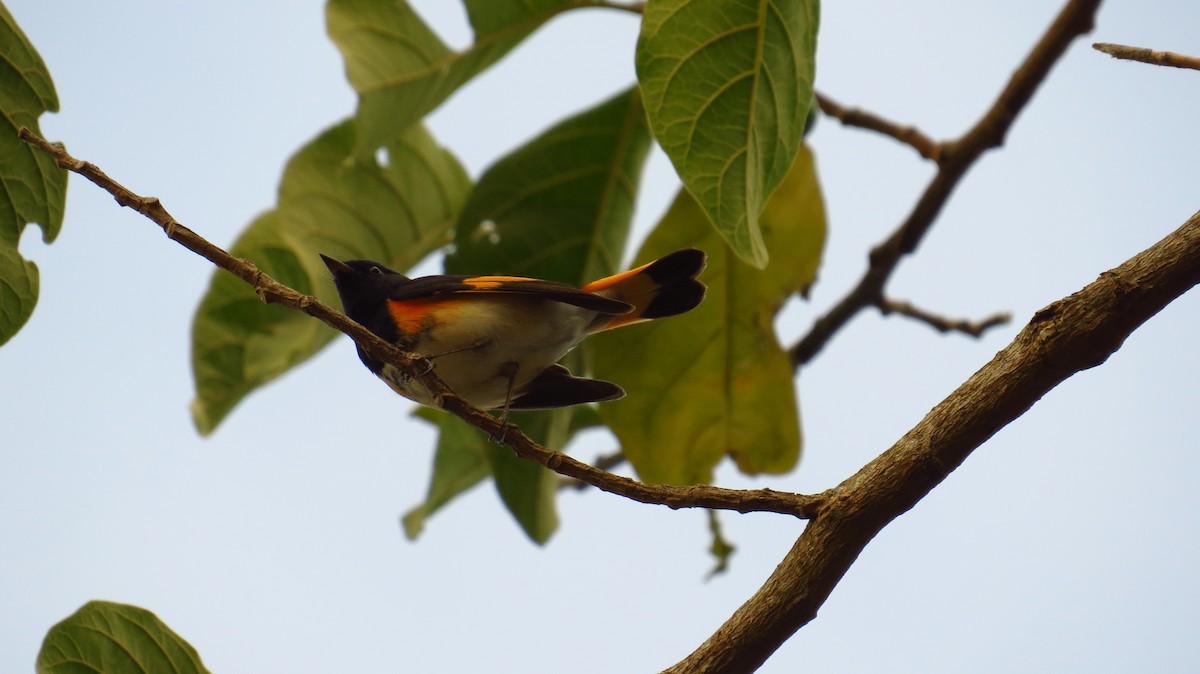 American Redstart - ML85874601