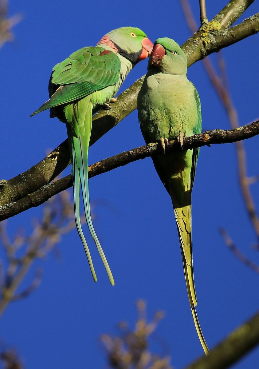 Alexandrine Parakeet - Mike Litak