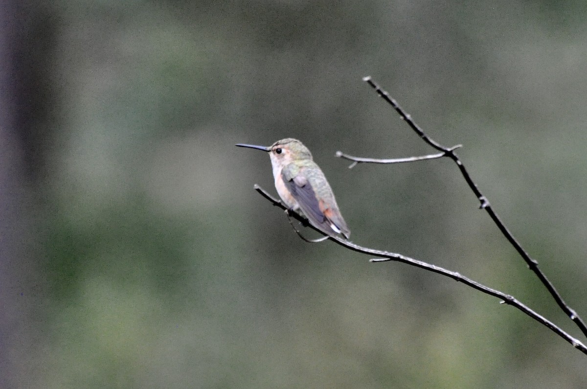 Rufous Hummingbird - ML85880331