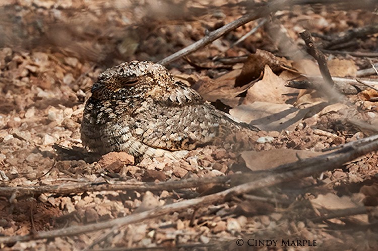 Common Poorwill - ML85880591