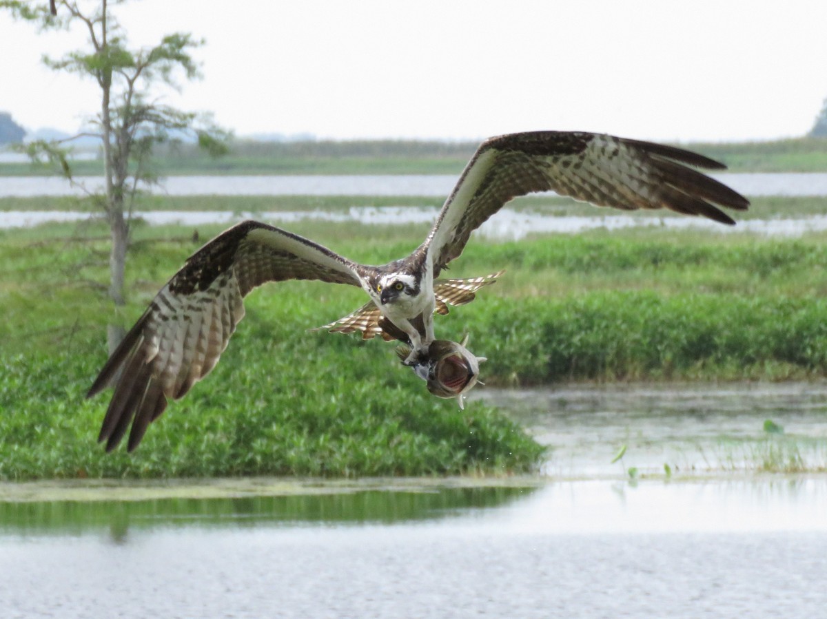 Osprey - Glenn Wilson