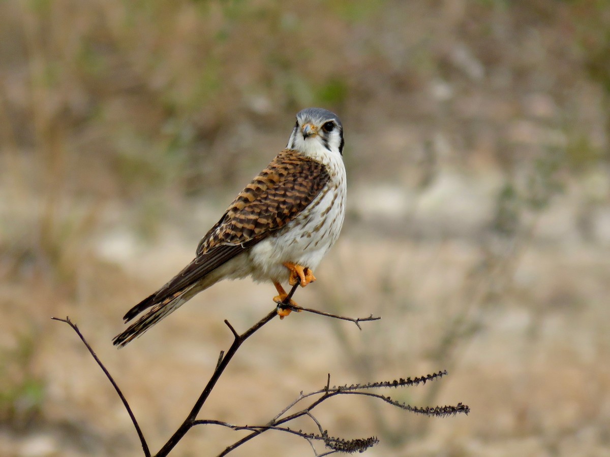 American Kestrel - John van Dort