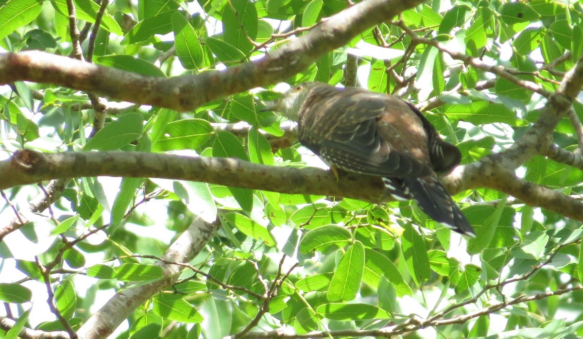 Common Cuckoo - ML85883641