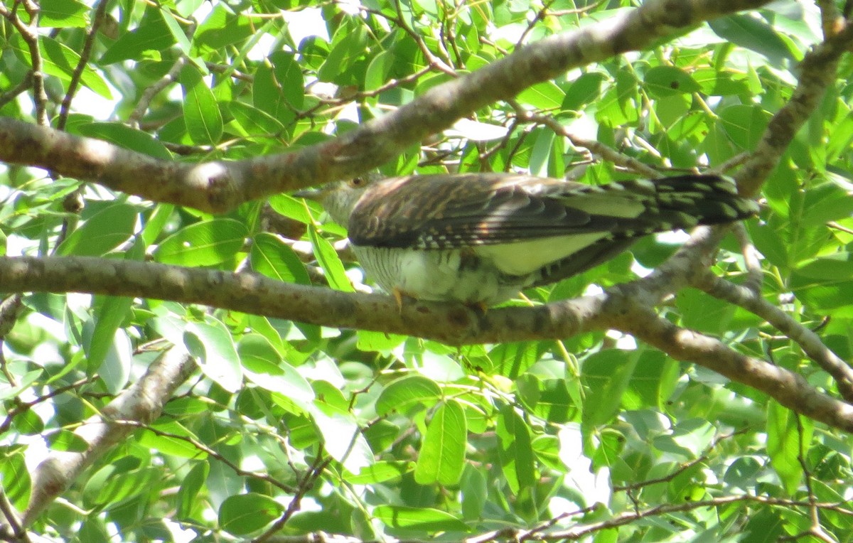 Common Cuckoo - ML85883651