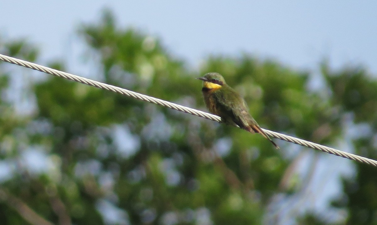 Little Bee-eater - ML85883711