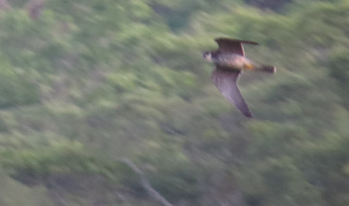 Eurasian Hobby - ML85883731