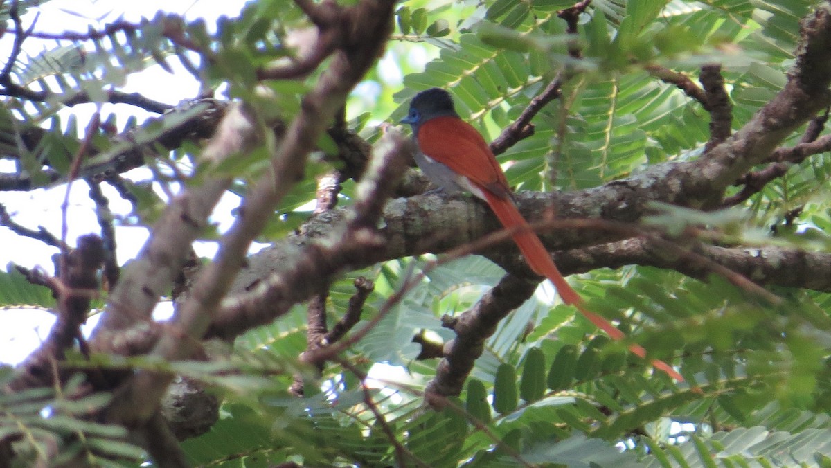 African Paradise-Flycatcher - ML85883791