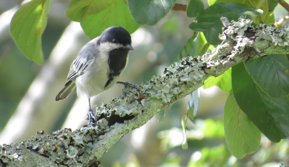 Mésange à ventre gris - ML85883851