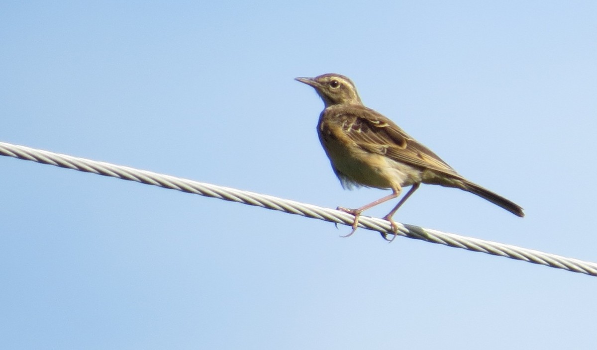 African Pipit - ML85883951