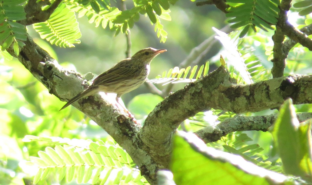 Striped Pipit - ML85884131