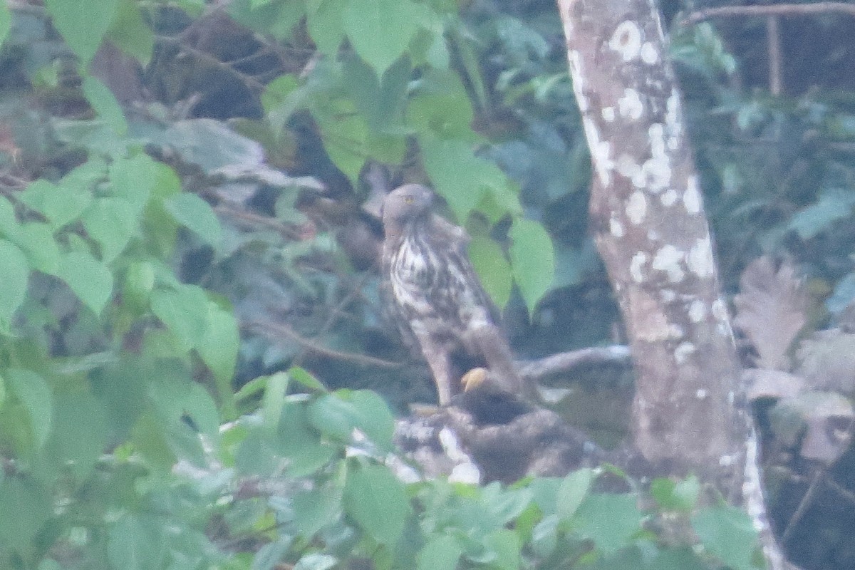 Changeable Hawk-Eagle (Crested) - Divin Murukesh