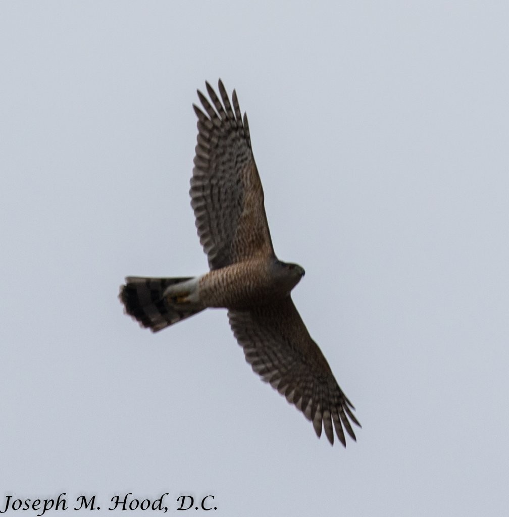 Cooper's Hawk - Joseph Hood