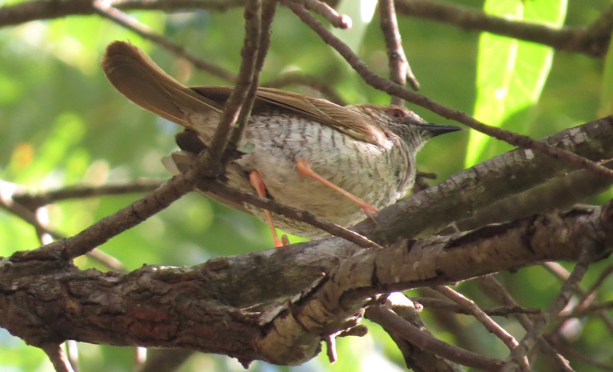 Stierling's Wren-Warbler - ML85885341