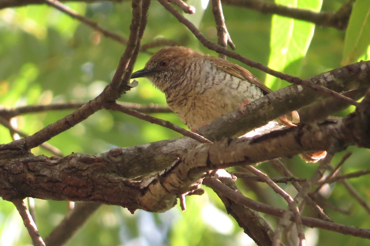 Stierling's Wren-Warbler - ML85885351