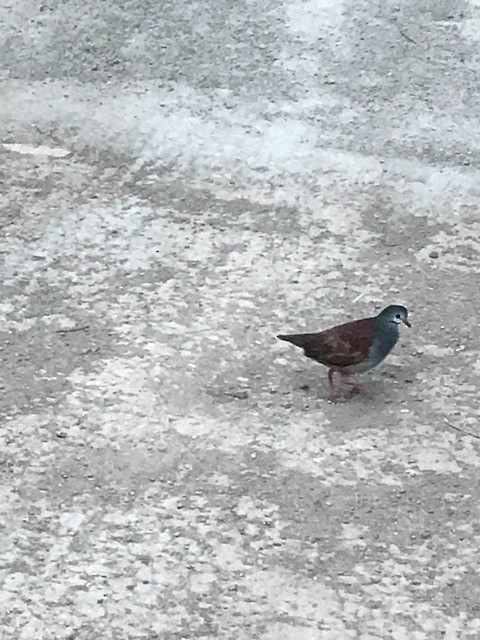 Buff-fronted Quail-Dove - ML85885801