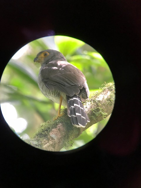 Barred Forest-Falcon - ML85885881