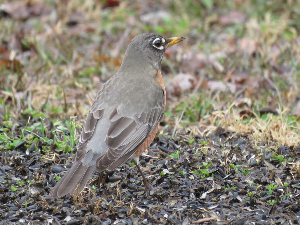 American Robin - michele ramsey