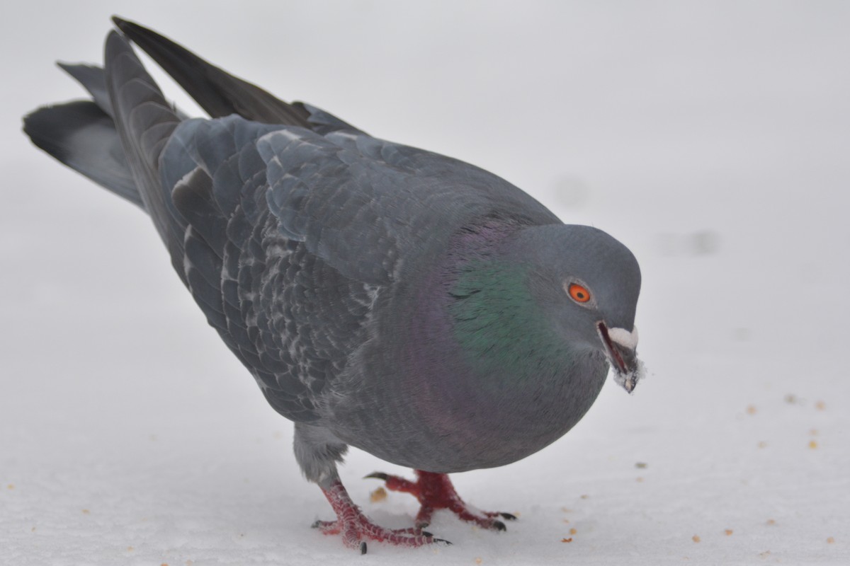 Rock Pigeon (Feral Pigeon) - ML85886611