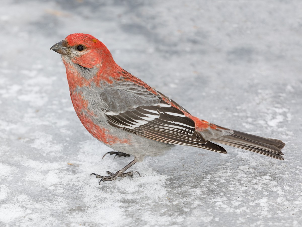 Pine Grosbeak - ML85886821