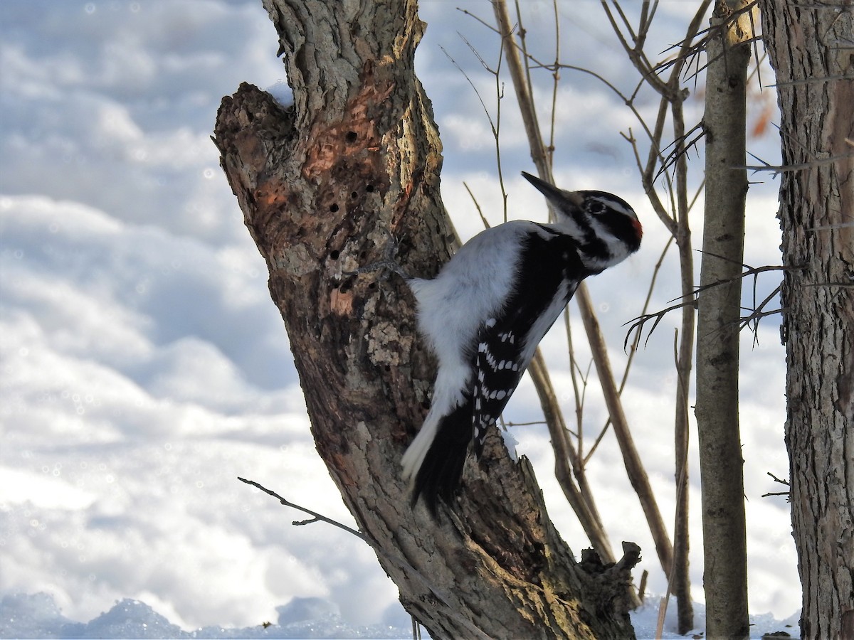 Hairy Woodpecker - ML85888991