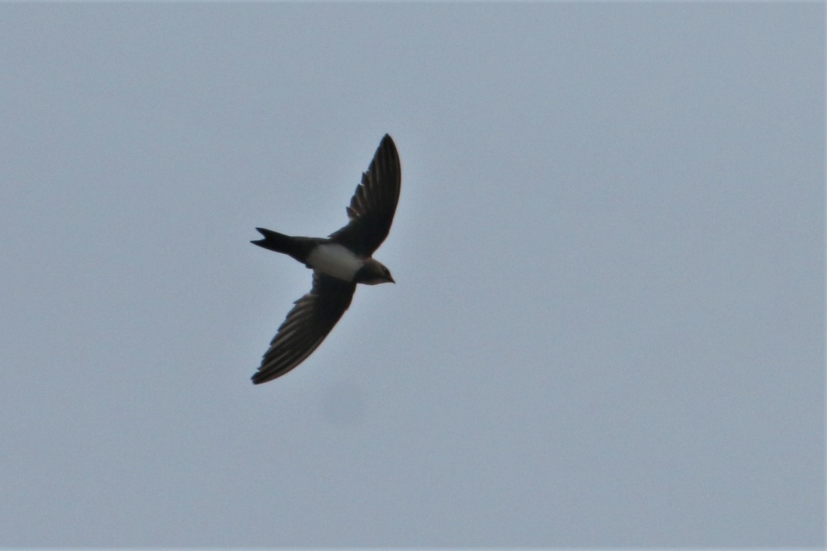 Alpine Swift - Mohammed Sayeer