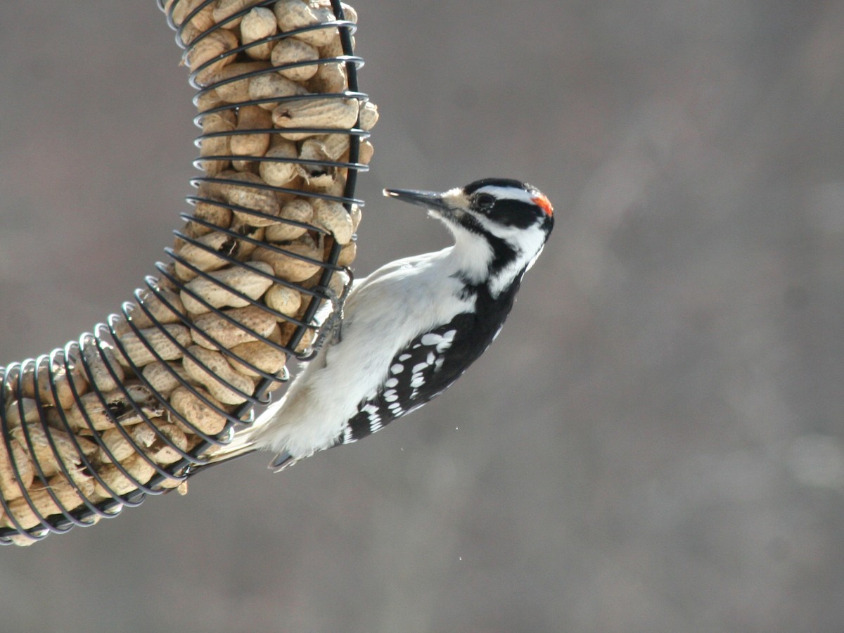 Hairy Woodpecker - Sherry Plessner