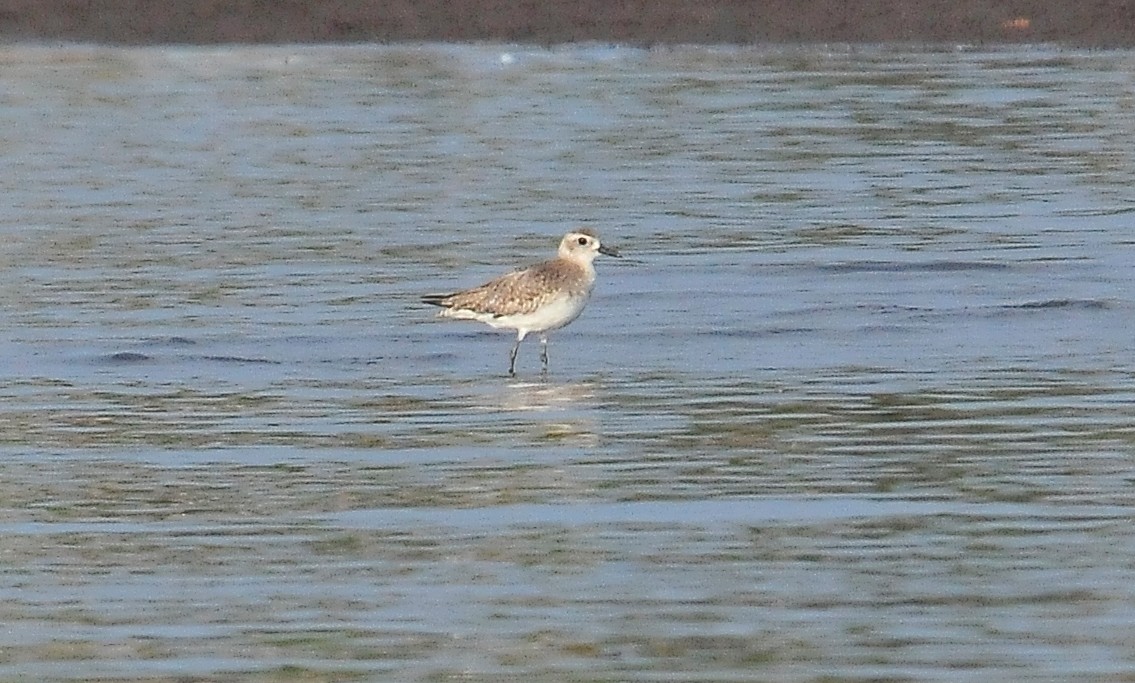 Black-bellied Plover - ML85898101