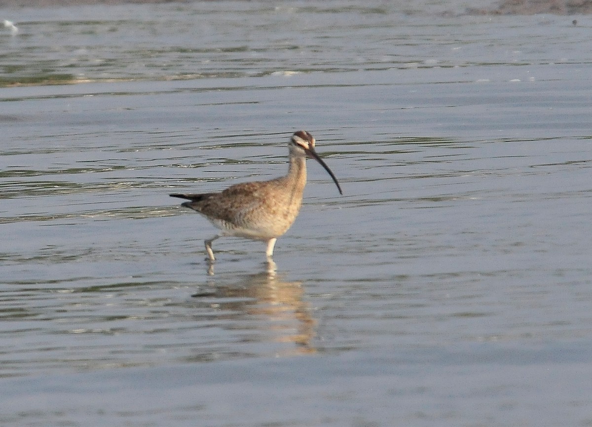 Whimbrel - Kurt Hennige