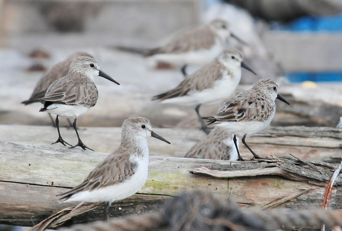 Western Sandpiper - ML85898281