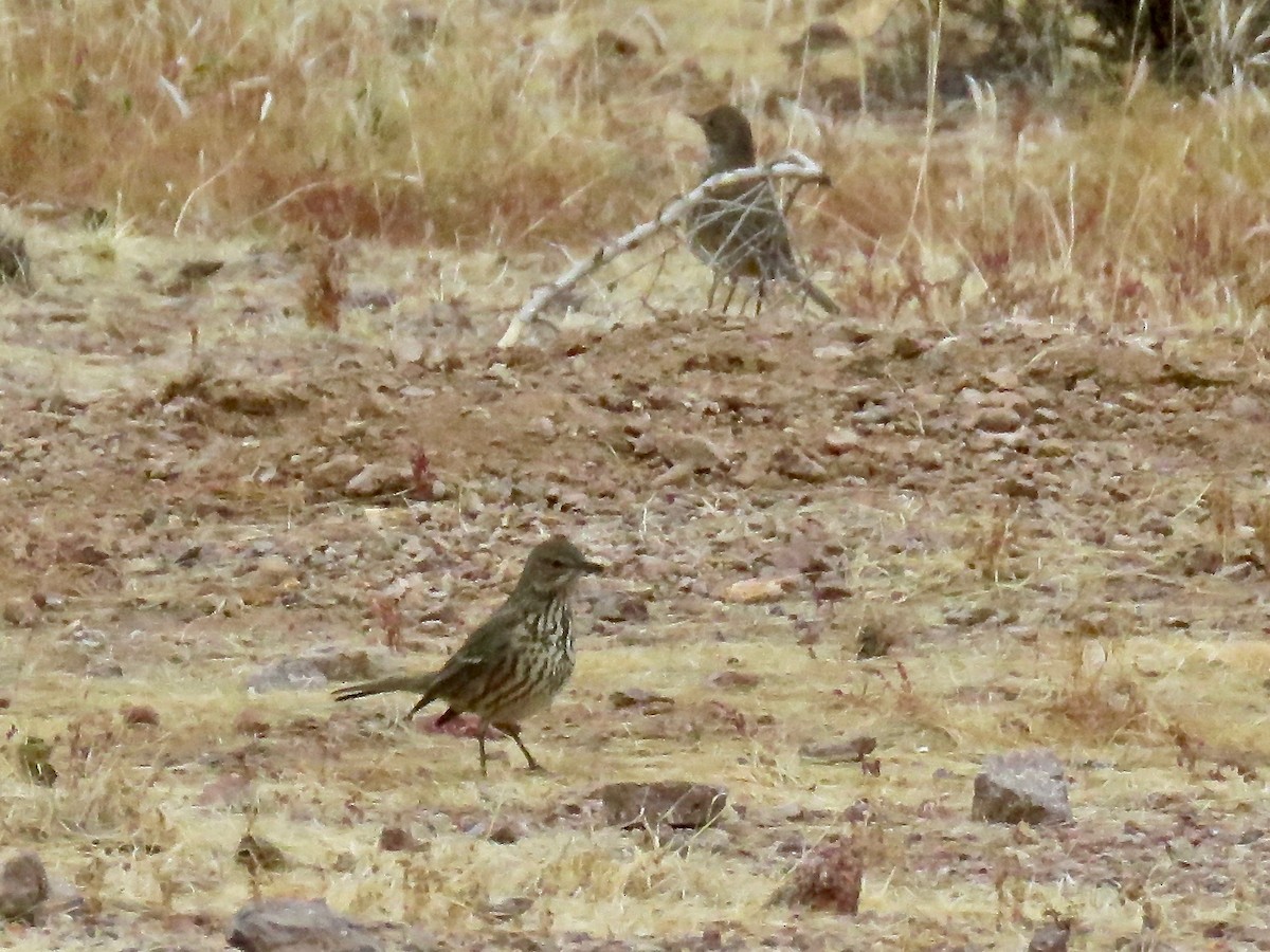 Sage Thrasher - ML85899061