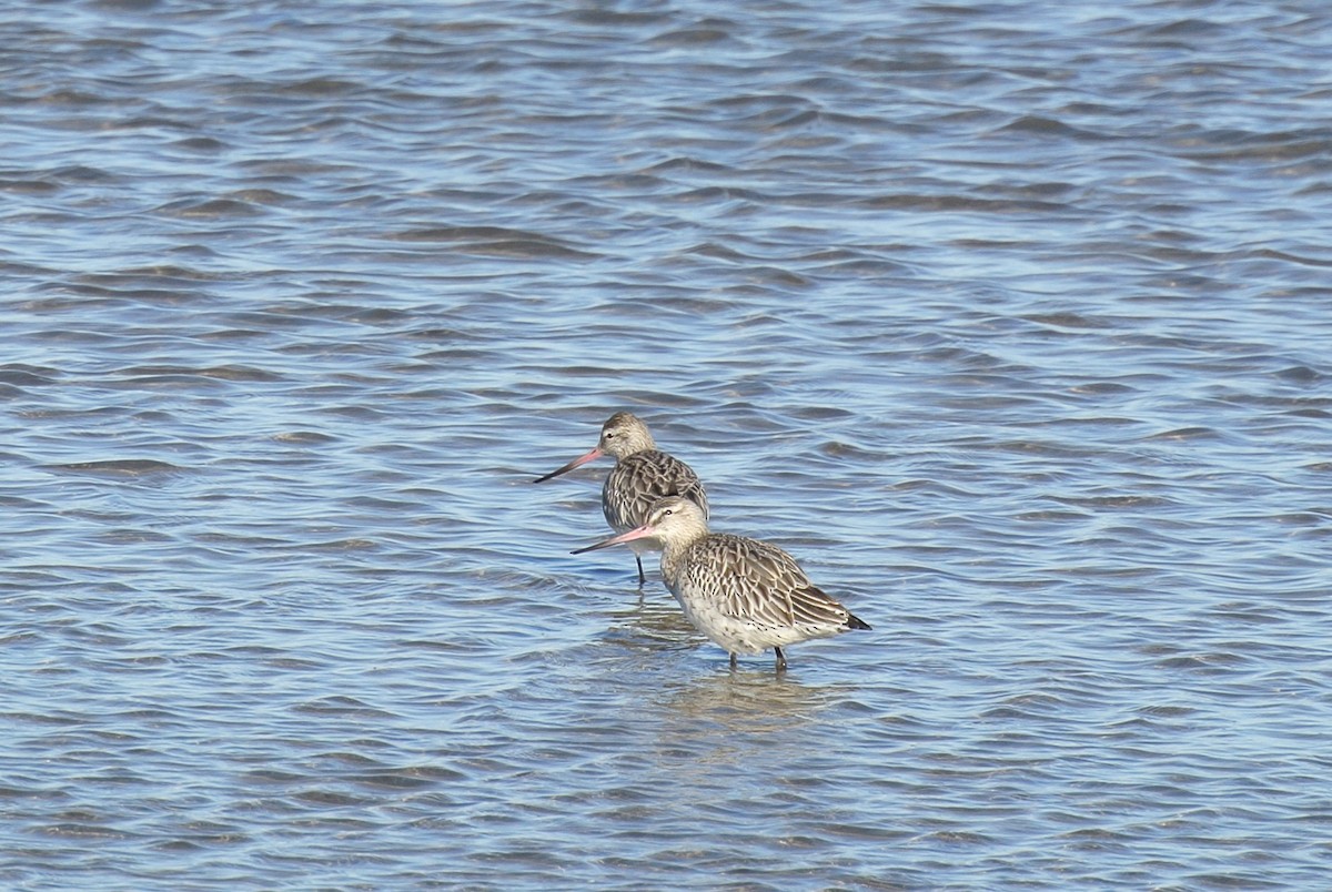 Bar-tailed Godwit - Jakub Hlavacek