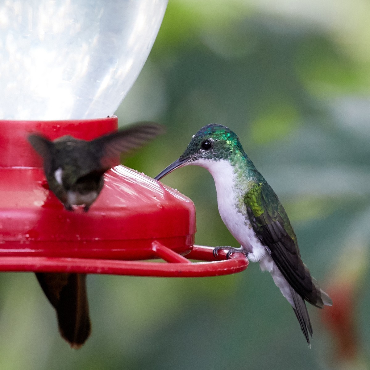 kolibřík andský - ML85900981