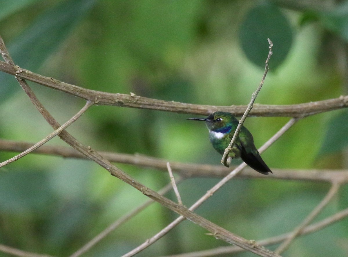 White-throated Daggerbill - ML85902321