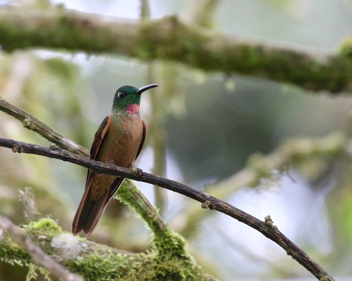 Fawn-breasted Brilliant - ML85902401