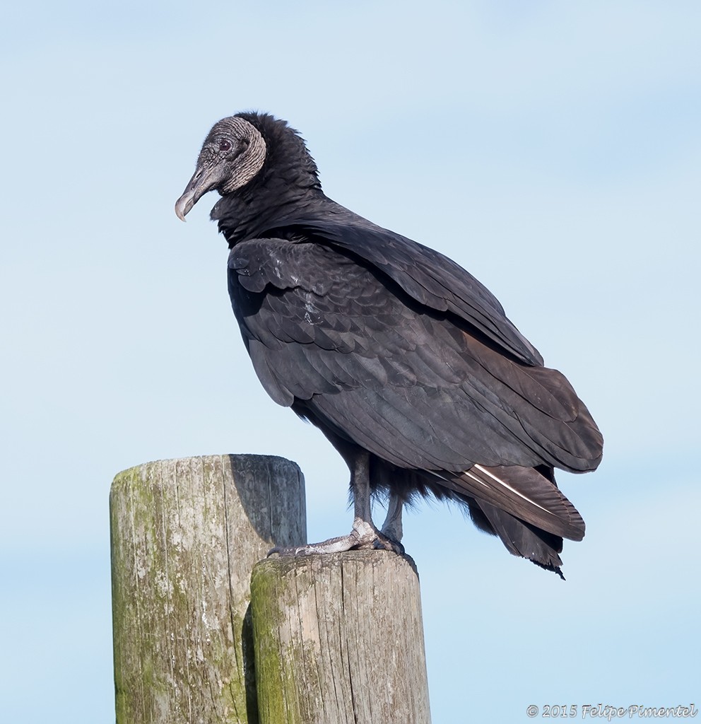 Black Vulture - ML85903491