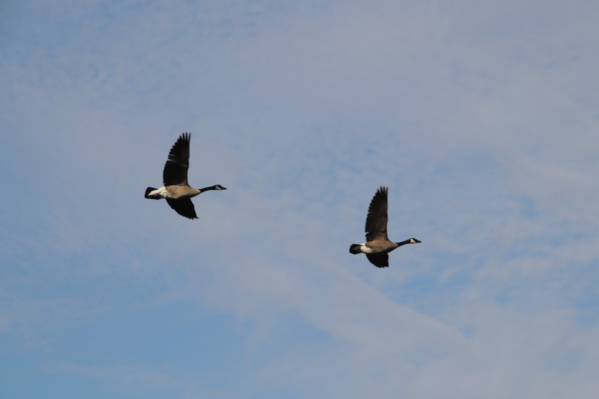 Canada Goose - ML85906151