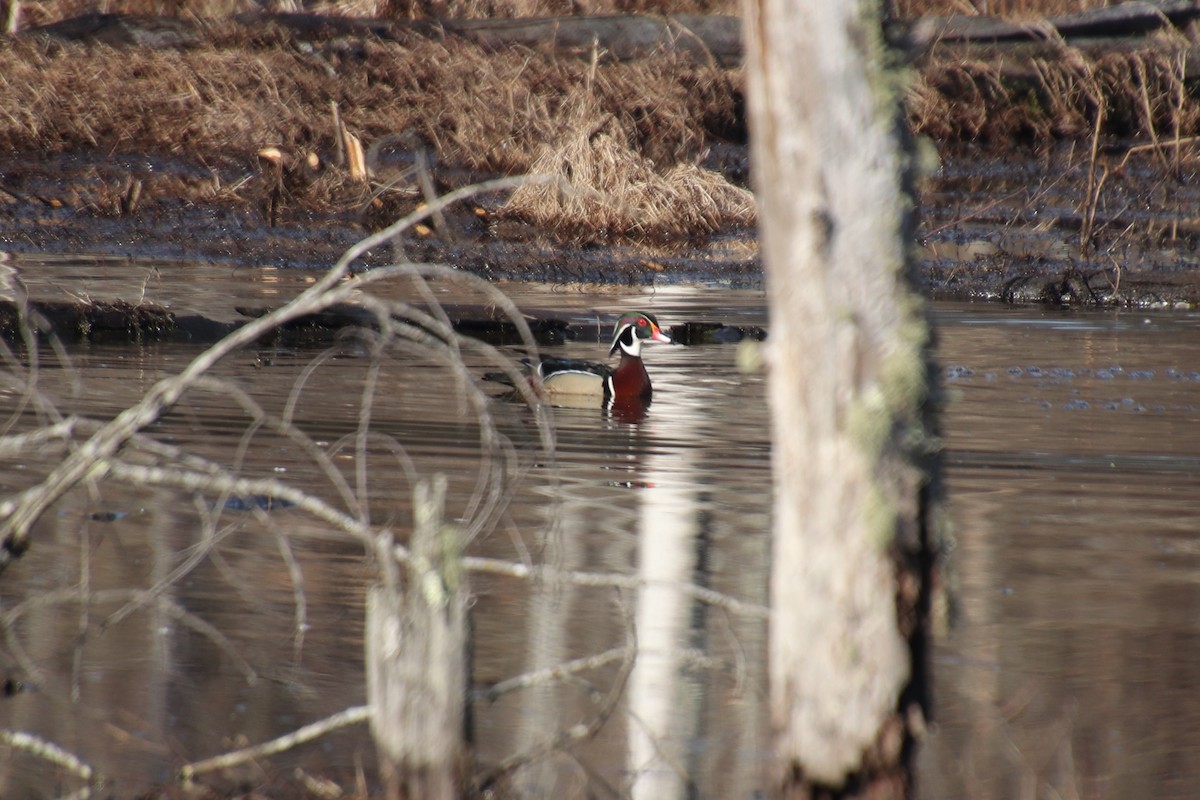 Canard branchu - ML85906251