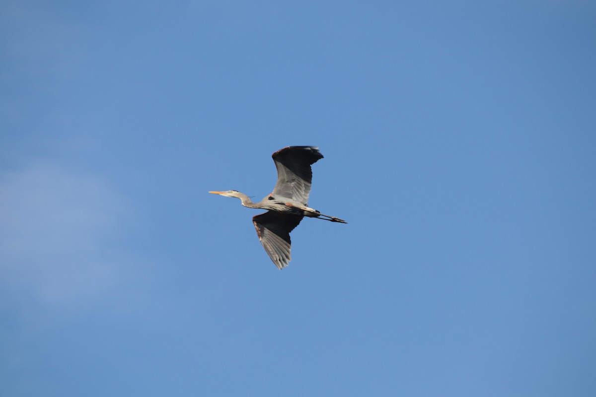 Garza Azulada - ML85906311