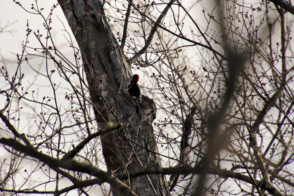 Red-headed Woodpecker - ML85906491