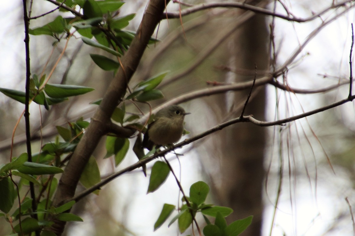 Ruby-crowned Kinglet - ML85907081