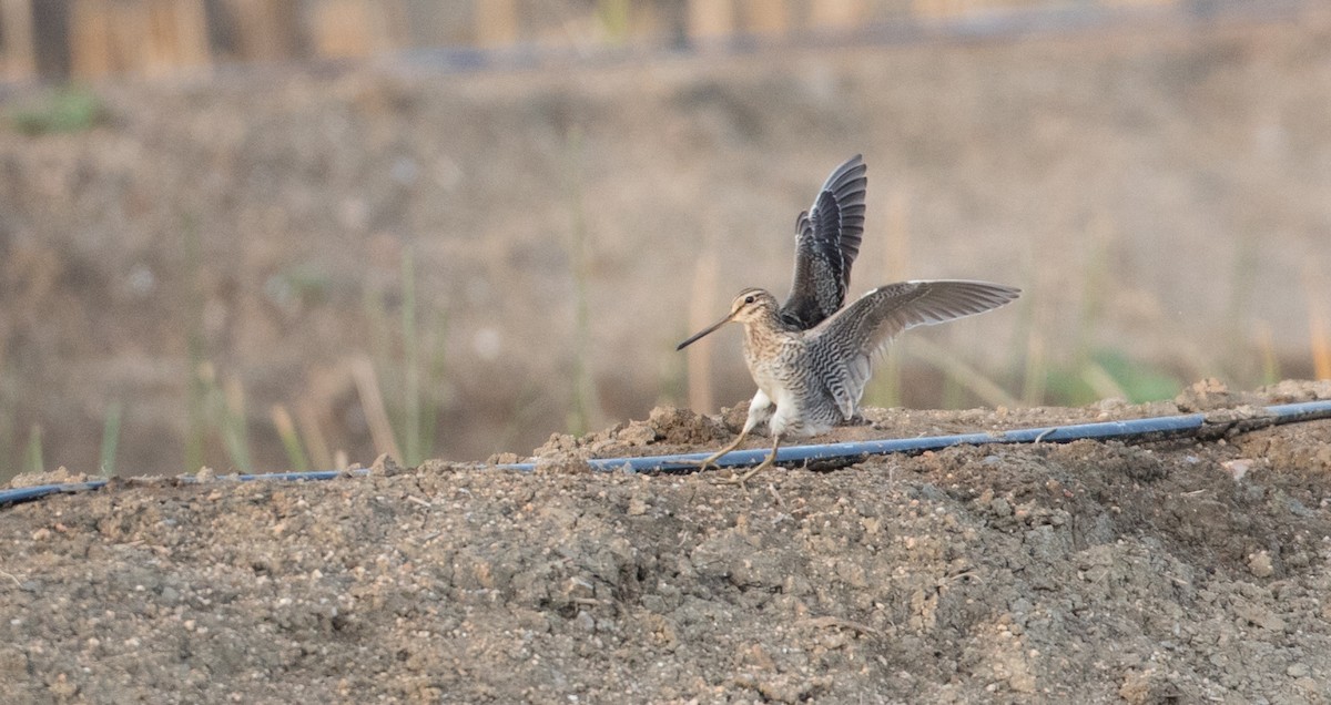 Pin-tailed Snipe - ML85908021