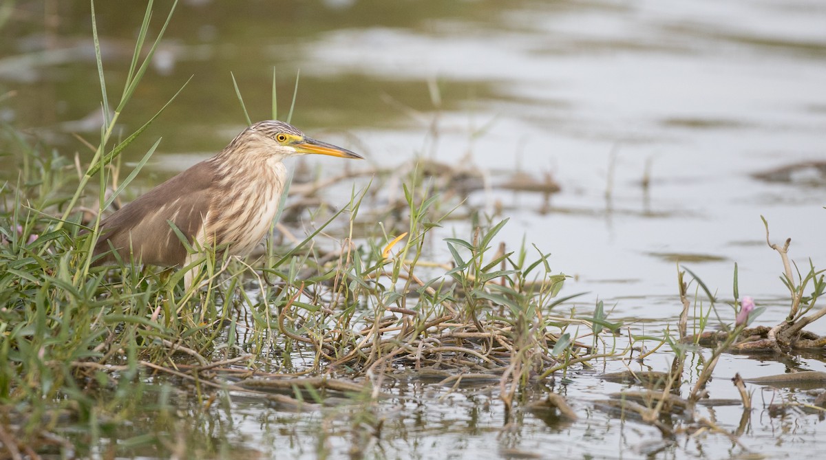 pond-heron sp. - ML85908181