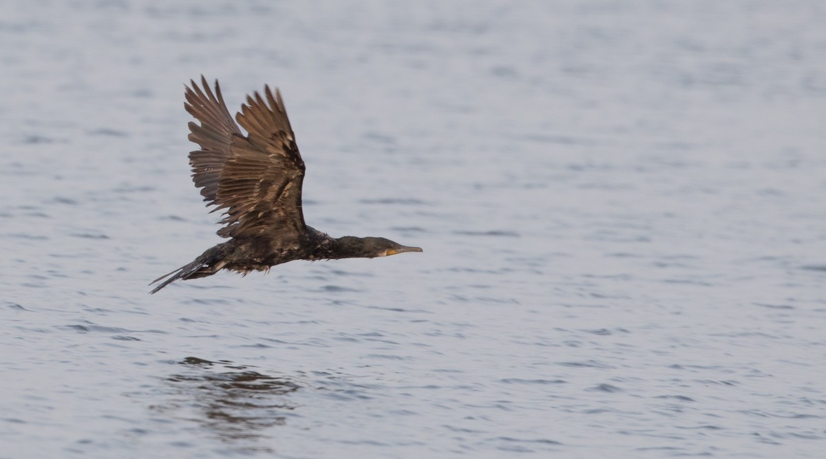 Cormoran à cou brun - ML85908241