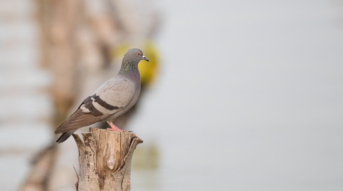 Rock Pigeon (Feral Pigeon) - ML85908341