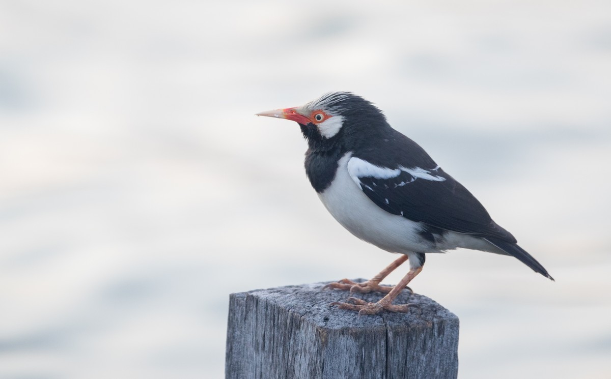 Siamese Pied Starling - Ian Davies